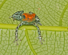 Ranitomeya reticulata