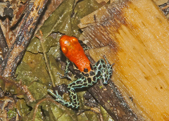 Ranitomeya reticulata