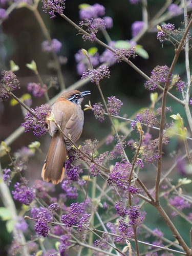 Lesser Necklaced Laughingthrush (Garrulax monileger), photo 3
