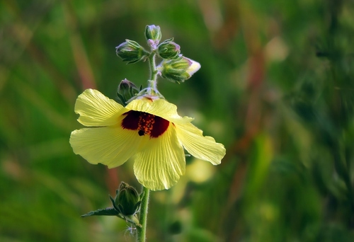 Yellow Hibiscus (Hibiscus panduriformis)