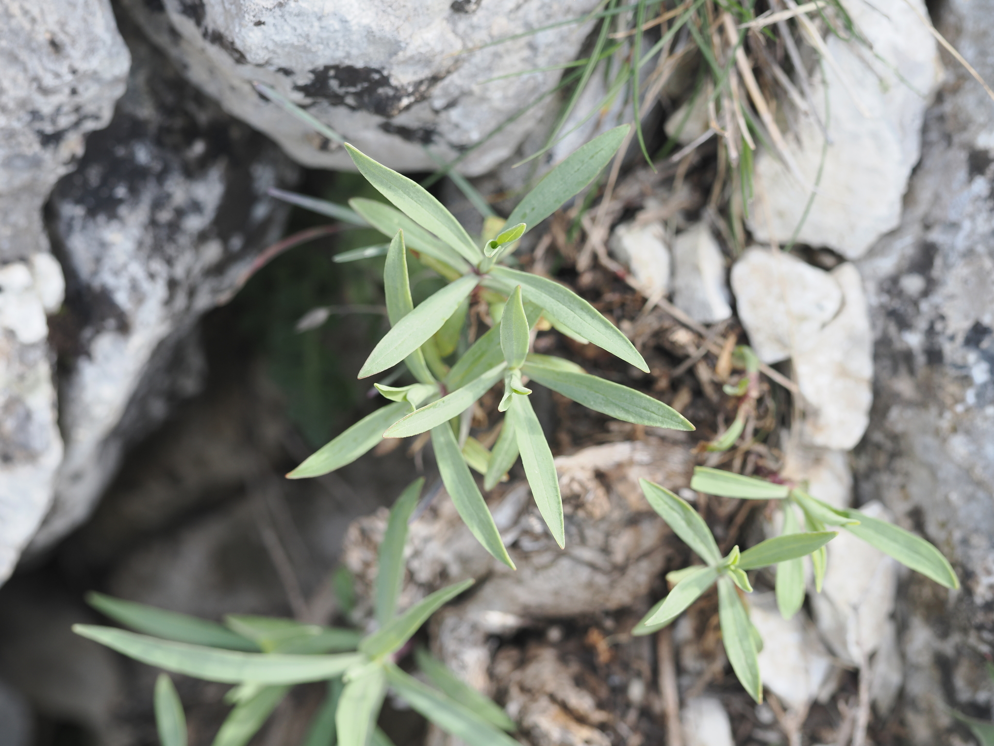 Centranthus Lecoqii (Centranthus lecoqii)