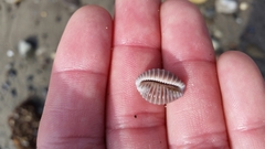 Pusula solandri