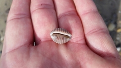 Pusula solandri