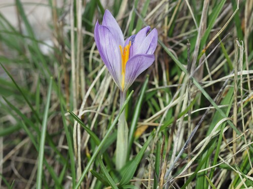 Crocus versicolor, photograph 5