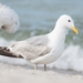 Caspian Gull - Photo (c) tonipons, some rights reserved (CC BY-NC)