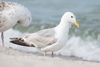 Caspian Gull - Photo (c) tonipons, some rights reserved (CC BY-NC), uploaded by tonipons