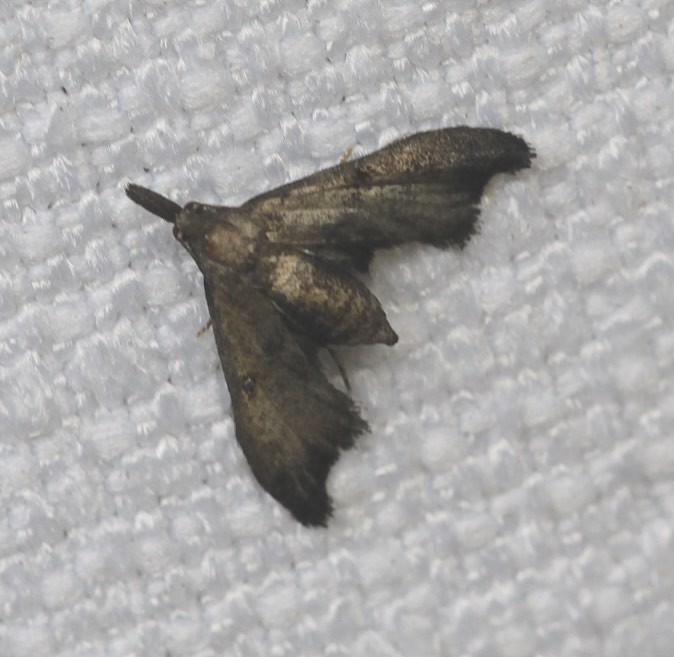 Anomima