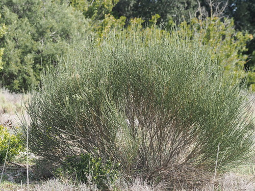Genista cinerea (Genista cinerea)