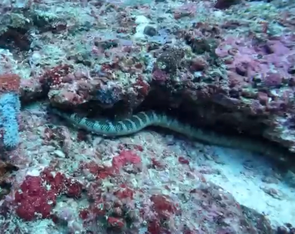 Chinese Sea Snake (Laticauda semifasciata)