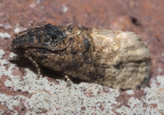 Ecdytolopha mana