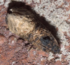 Ecdytolopha mana