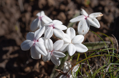 Hypoxis baurii