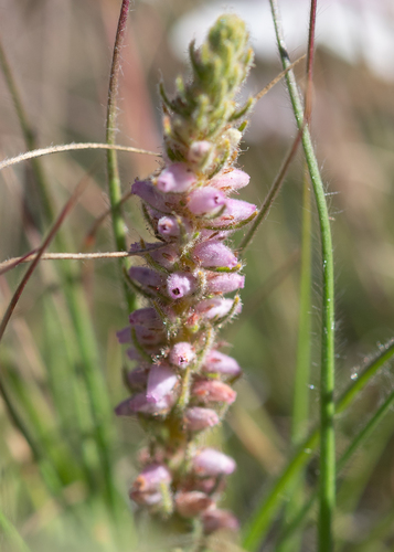 Foxtail Heath (Erica alopecurus)