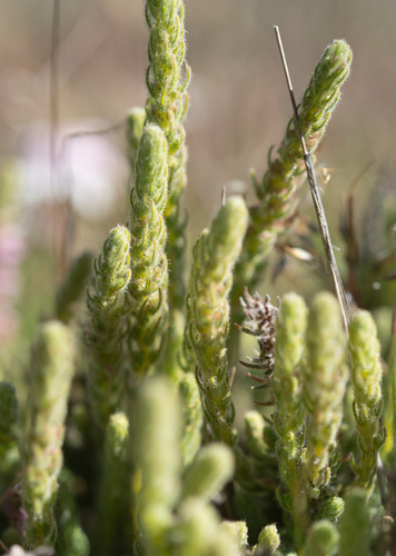 Erica alopecurus, photograph 6
