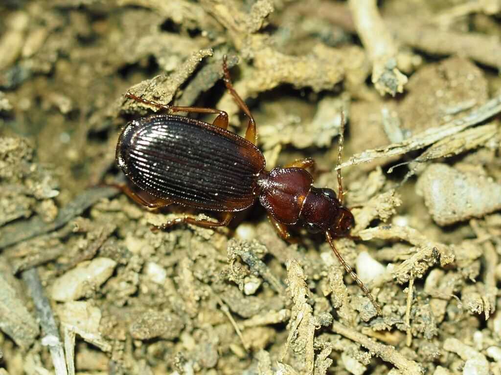 Cymindis coadunata coadunata
