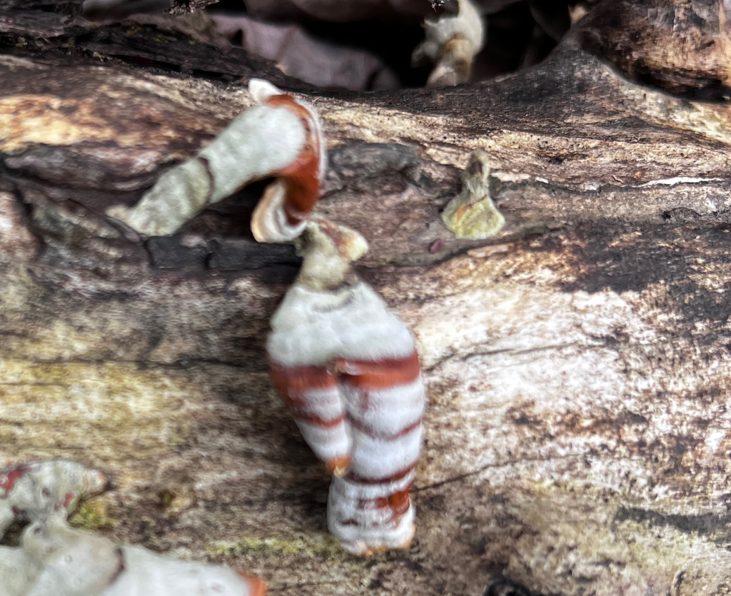 Stereum lobatum · March 2026 · photo: © sandykeller (iNaturalist, cc-by)