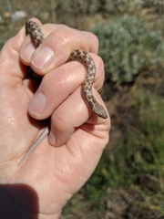 Hypsiglena ochrorhynchus klauberi