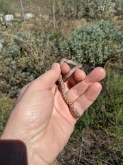 Hypsiglena ochrorhynchus klauberi