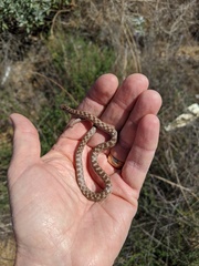Hypsiglena ochrorhynchus klauberi