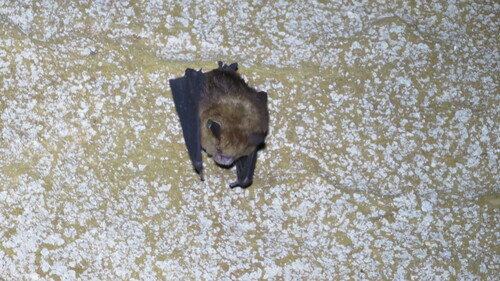 Fawn Leaf-nosed Bat