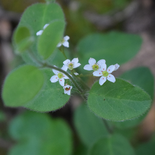 Micranthes californica, photograph 2