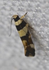 Macrobathra euryleuca