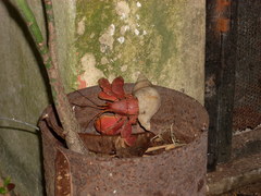 Coenobita brevimanus