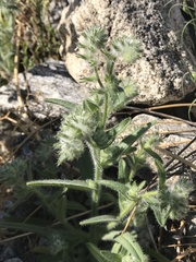 Cryptantha barbigera