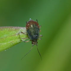 Rhopalosiphum padi