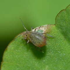 Rhopalosiphum padi