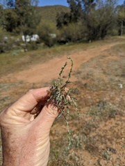Pectocarya linearis ferocula