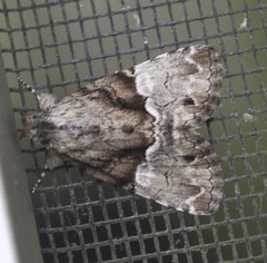 Alophosoma emmelopis