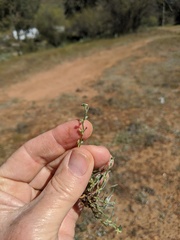 Pectocarya linearis ferocula