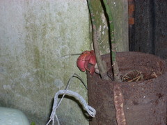 Coenobita brevimanus