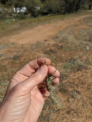 Pectocarya linearis ferocula