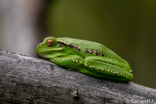 Carrizo's Tree Frog, Boana riojana
