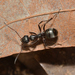 Fusca-group Field Ants - Photo (c) Margarita Lankford, some rights reserved (CC BY-NC), uploaded by Margarita Lankford