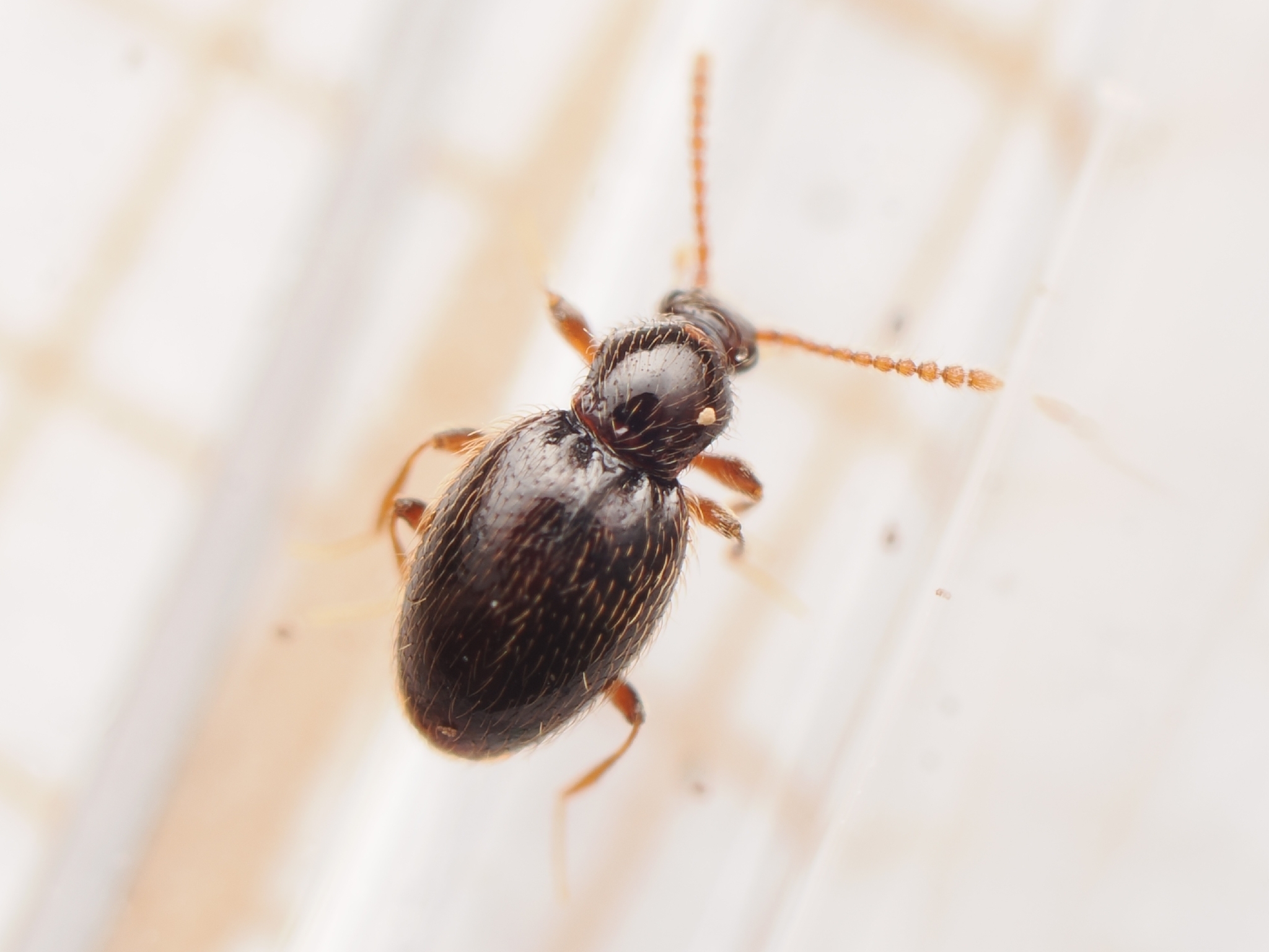 Stenichnus scutellaris