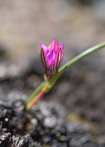 Romulea camerooniana