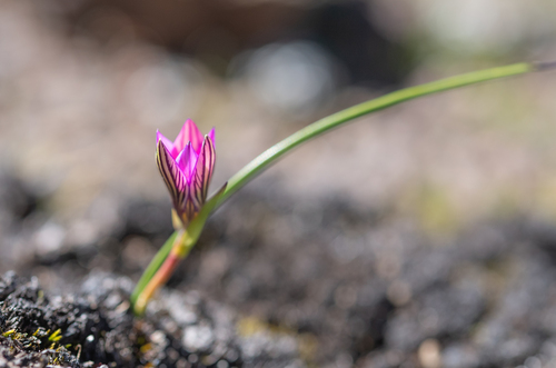 Romulea camerooniana