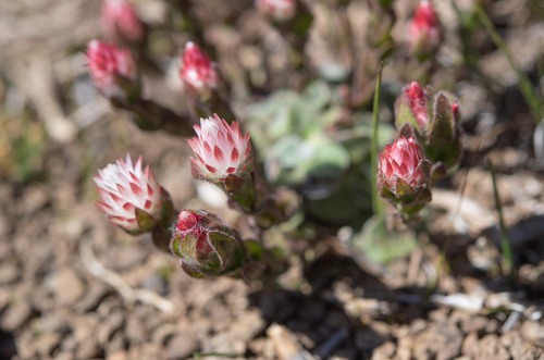 Pink Everlasting (Helichrysum adenocarpum)