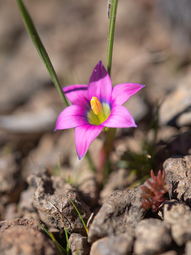 Escarpment Froetang (Romulea camerooniana)