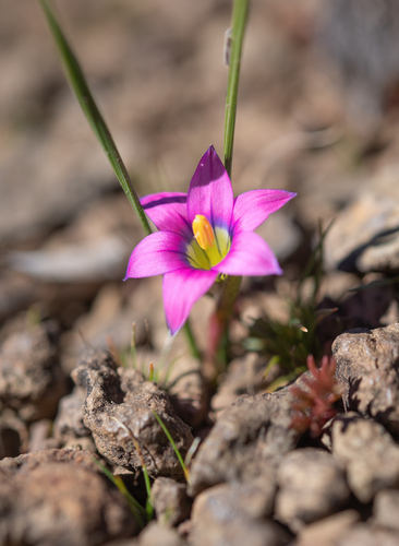Romulea camerooniana