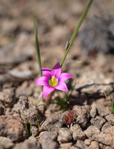 Romulea camerooniana
