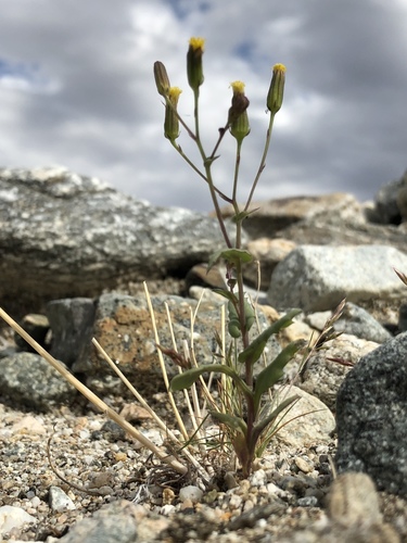 iNaturalist observation photo of Mojave Ragwort