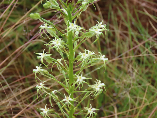 Habenaria nyikana, photograph 3