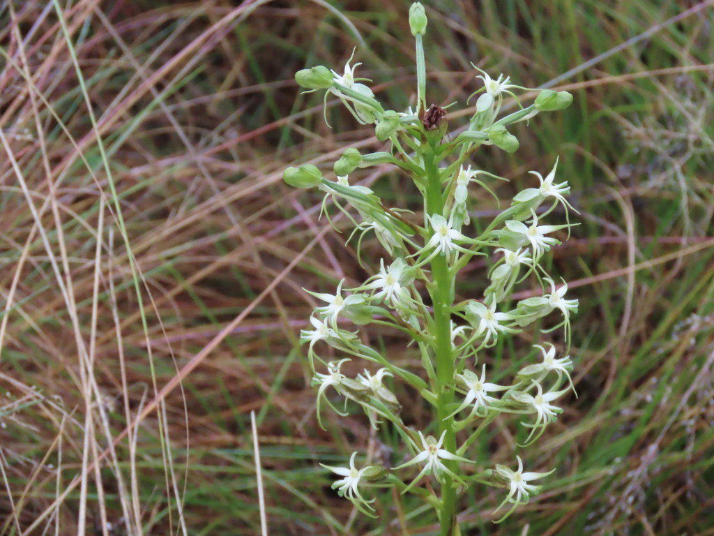 Habenaria nyikana; photograph (c) alanbedfordshaw, some rights reserved (CC BY-SA)