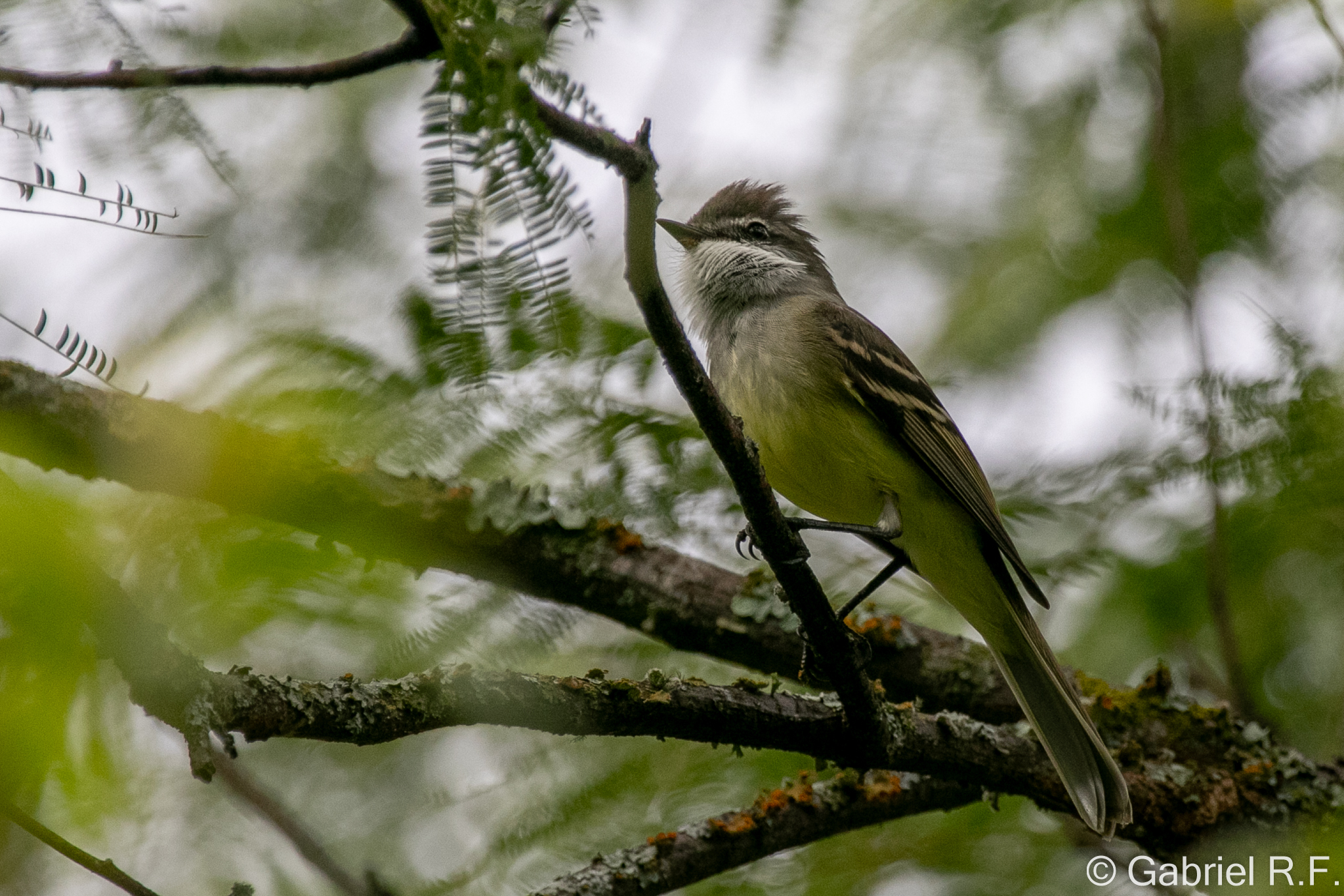 White-throated Tyrannulet (Mecocerculus leucophrys), photo 3