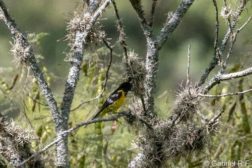 Black-backed Grosbeak (Pheucticus aureoventris), photo 5