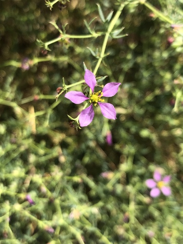 iNaturalist observation photo of California fagonbush